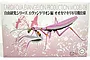Product box for Fujimi Evangelion Edition Big Mantis plastic model kit featuring a pink and white mantis design inspired by Evangelion Unit-08.